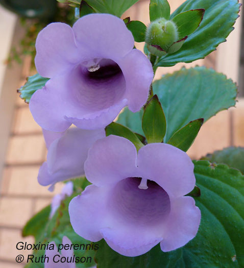 Gloxinia-perennis