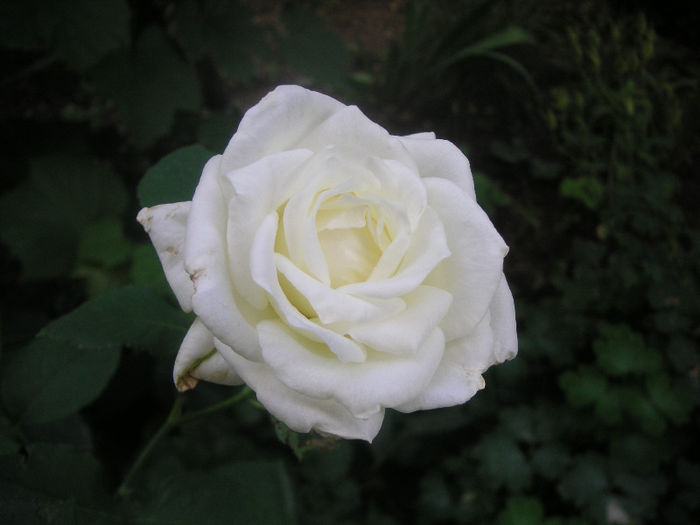 SANY0011