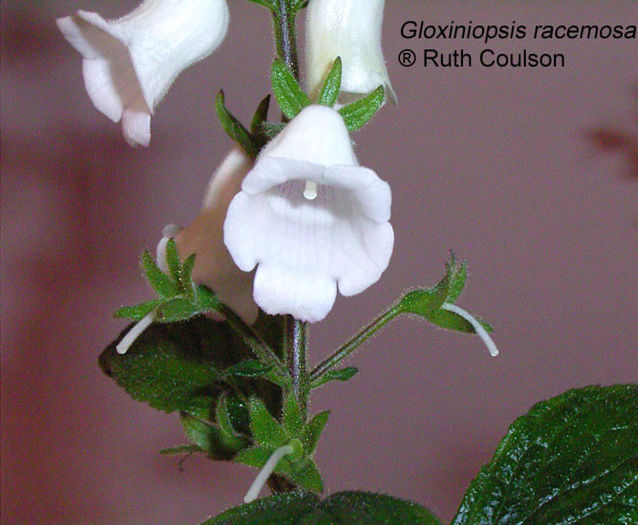 gloxiniopsis-racemosa - x - Dorinte