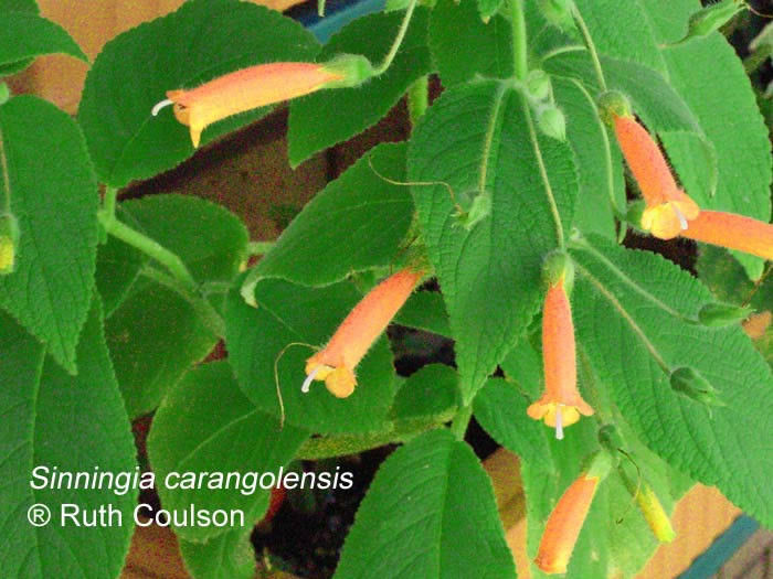Sinningia carangolensis - x - Dorinte