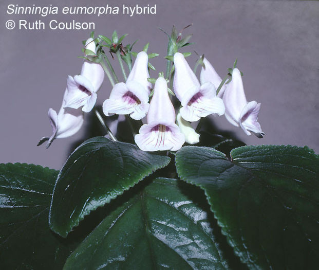 Sinningia-eumorpha-hybrid_e - x - Dorinte