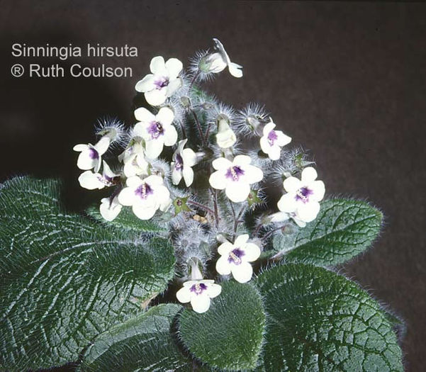 Sinningia-hirsuta