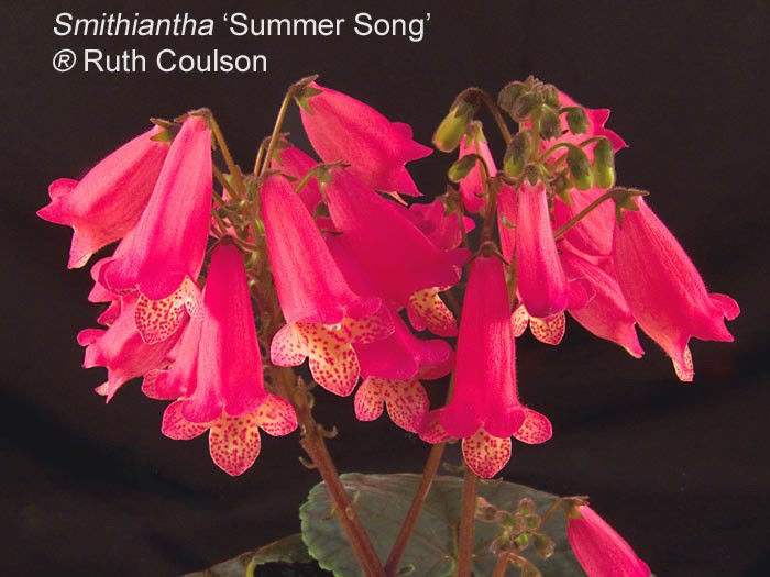 Smithiantha-Summer-Song