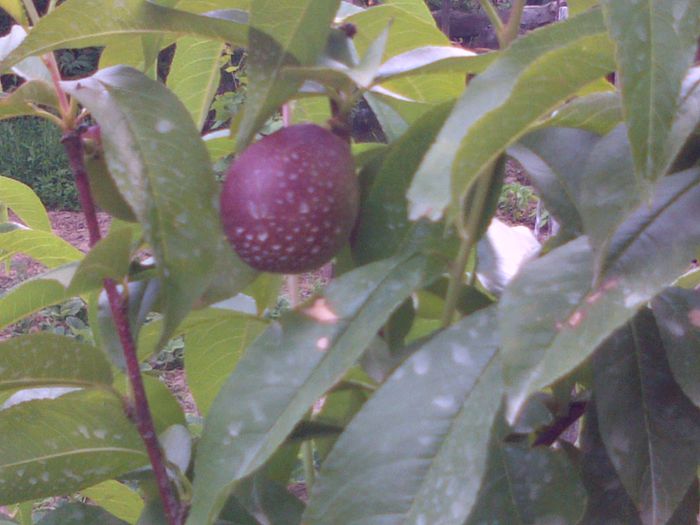 Nectared an 2 - Pomi Fructiferi