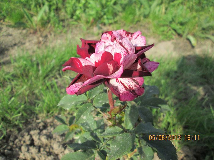 IMG_0502 - trandafiri 1