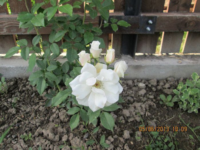 Virgo - trandafiri 1