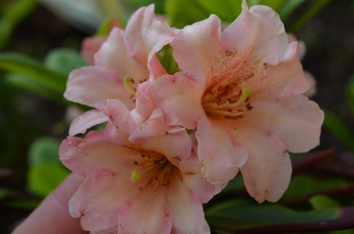 DSC_1312 - 1Rhododendron