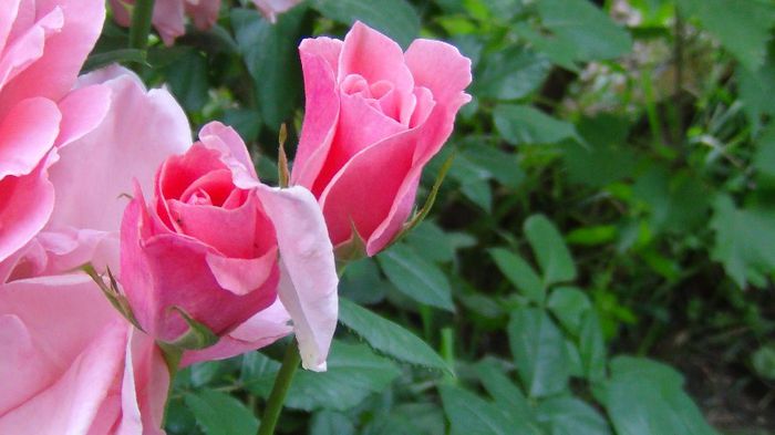 DSC00568 - flori 2013