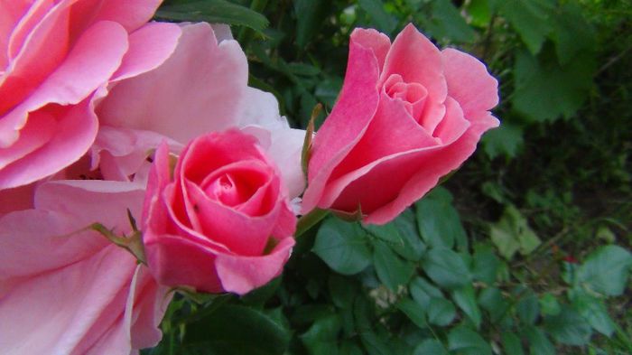 DSC00570 - flori 2013