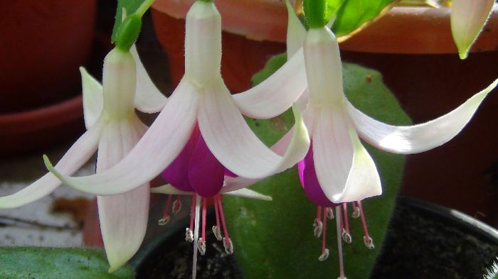 DSC00579 - flori 2013