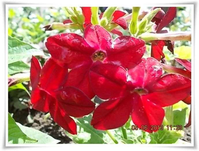 DSCN5692 - flori diverse 2013