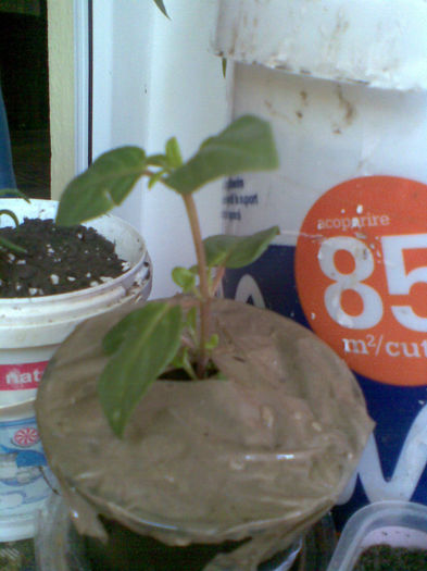 Fuchsia - primavara 2013