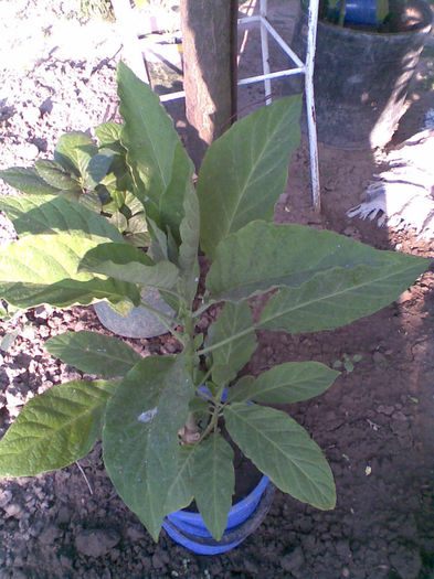 Brugmansia  alba parfumata are boboci