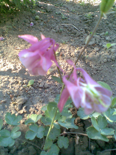 Caldarusa roz