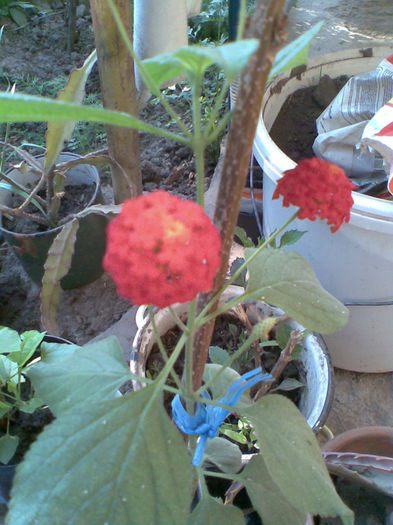 Lantana inflorita
