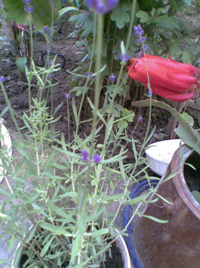Imag244