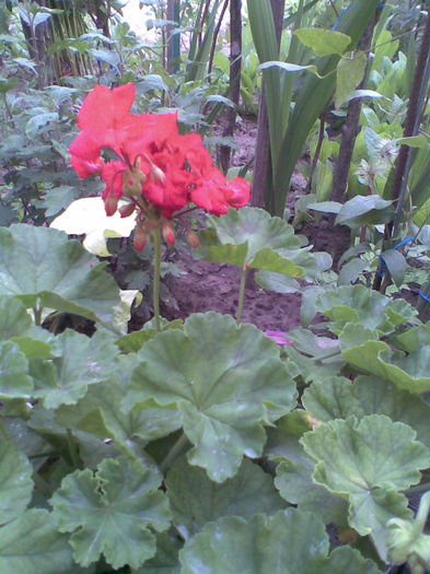 Imag245