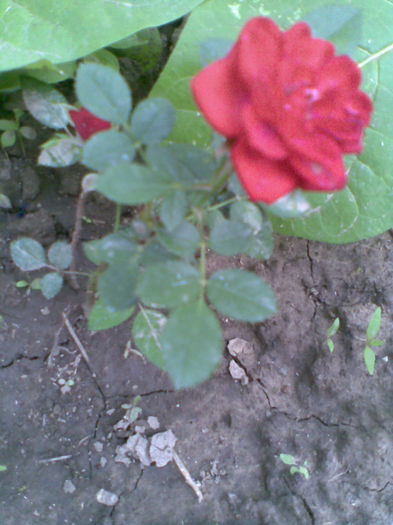 Minirosa