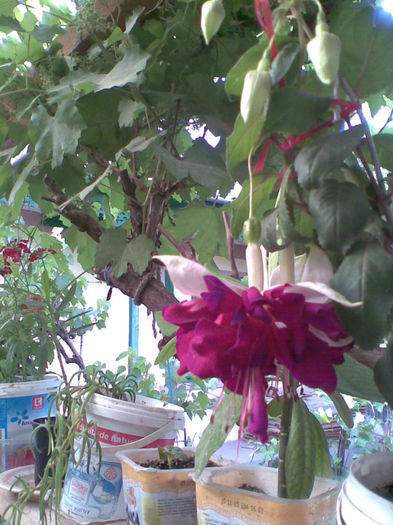 Fuchsie cu boboci