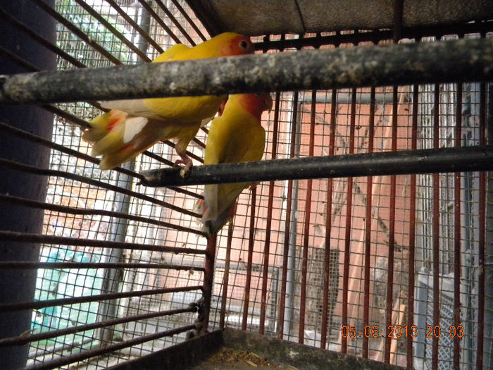 DSCN3883 - Agapornis