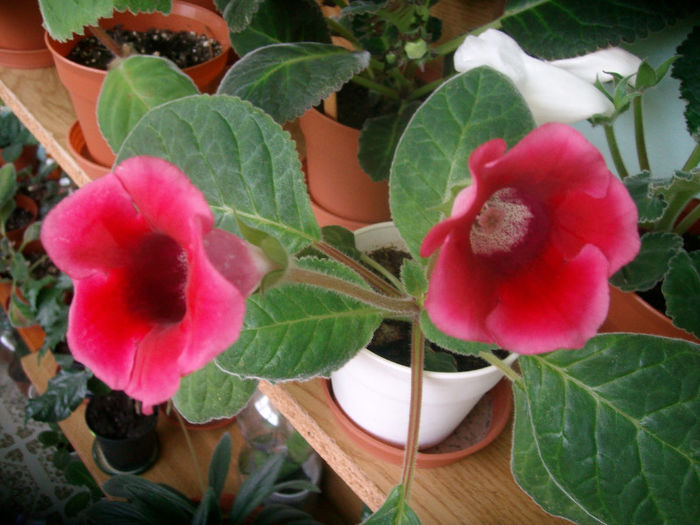 SANY0837 - Gloxinia-2013