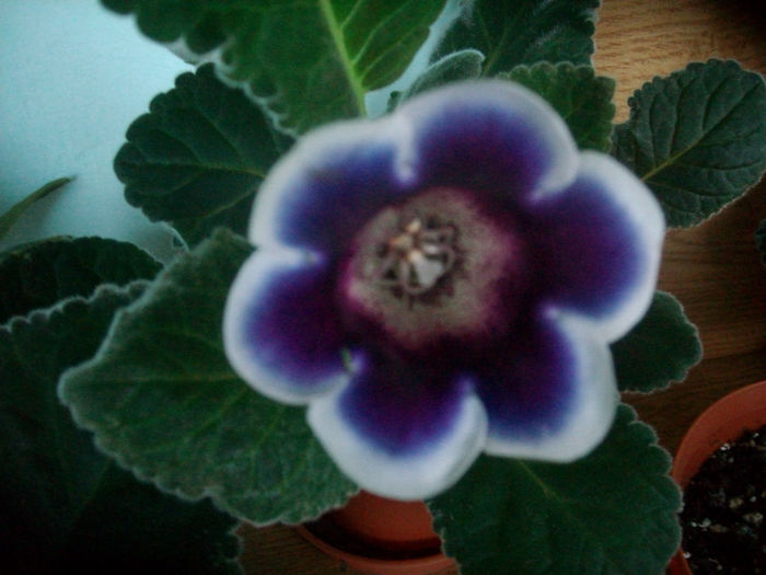 SANY0899 - Gloxinia-2013