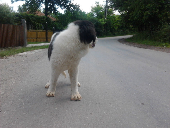 2013-06-05 10.54.01 - Molda