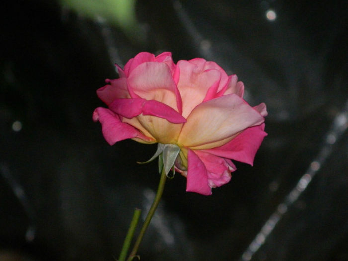 DSCN3874 - IUNIE 2013