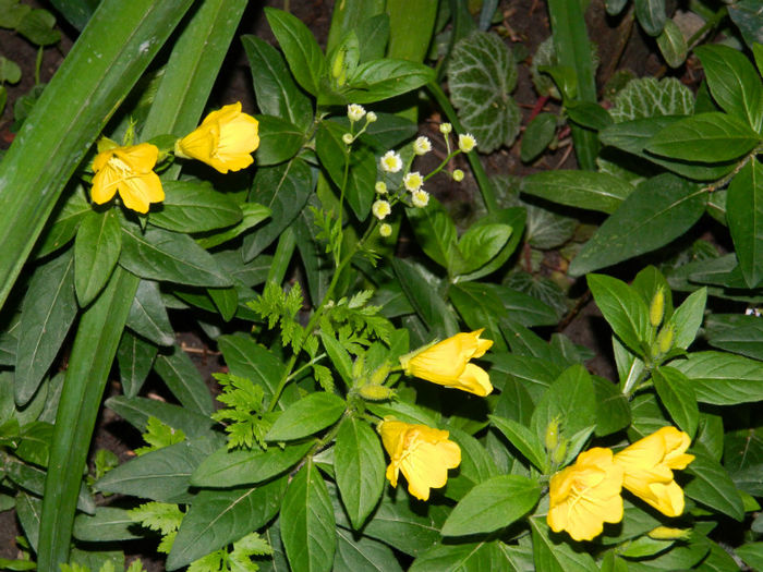 DSCN3878 - IUNIE 2013