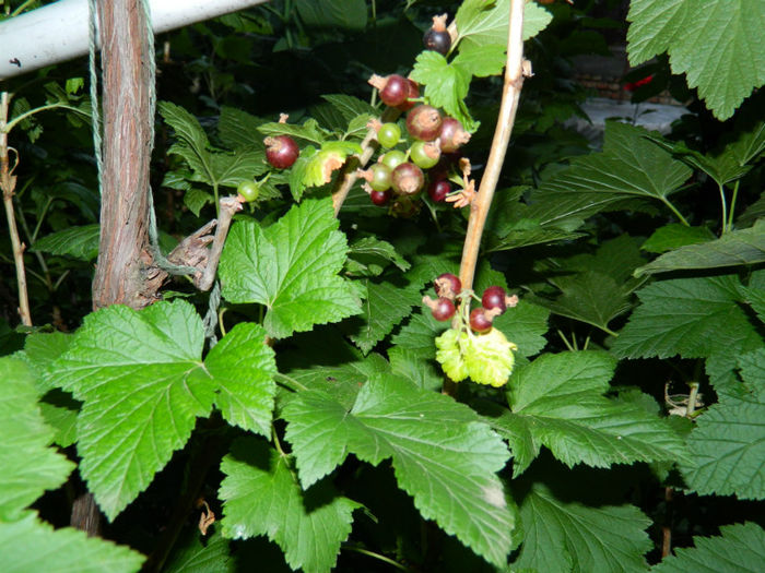 DSCN3884 - IUNIE 2013