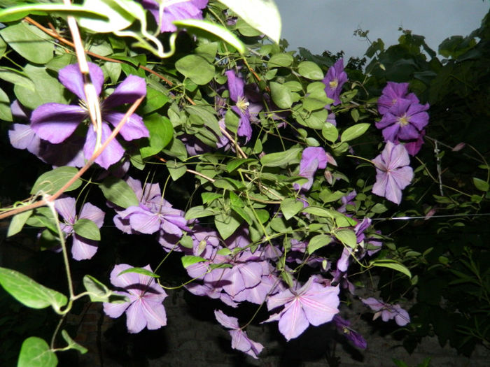 DSCN3888 - IUNIE 2013