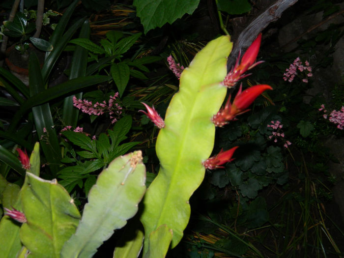 DSCN3890 - IUNIE 2013