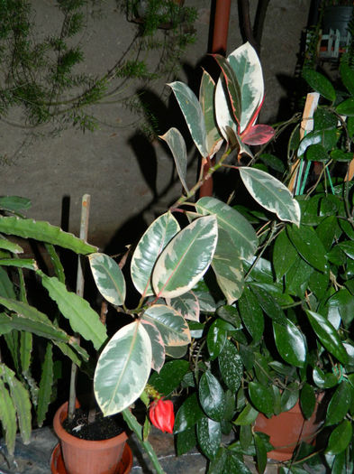 DSCN3893 - IUNIE 2013