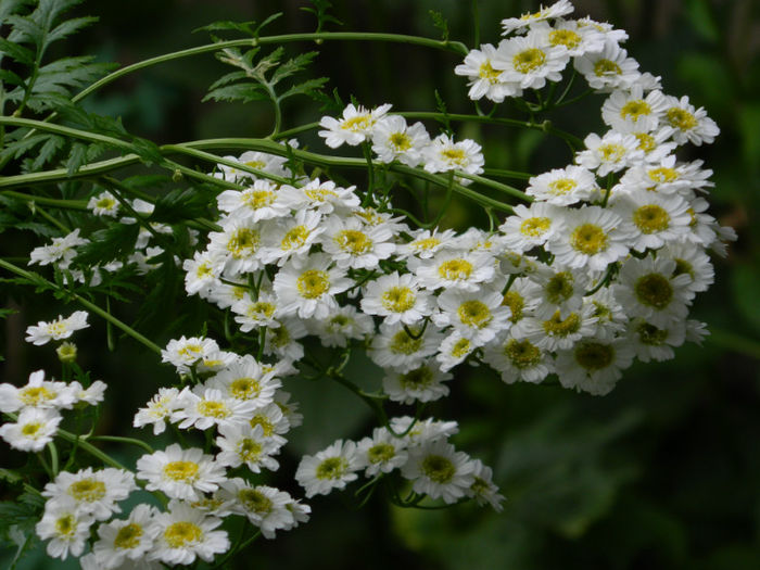 DSCN3900 - IUNIE 2013