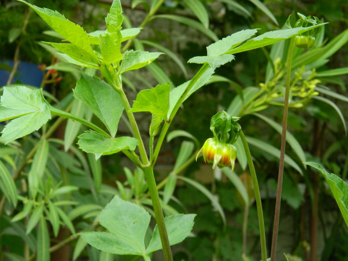 DSCN3902 - IUNIE 2013