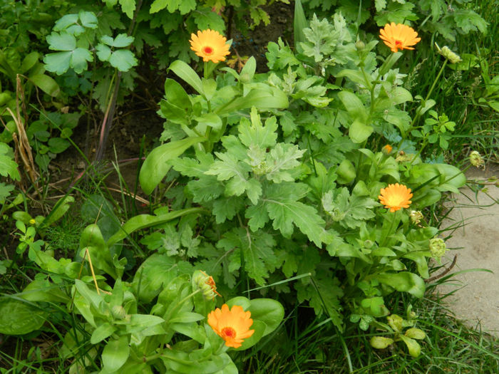 DSCN3907 - IUNIE 2013