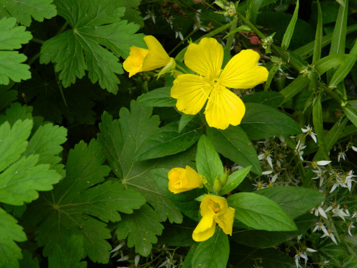 DSCN3908 - IUNIE 2013