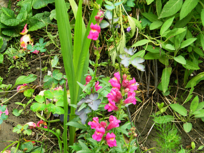 DSCN3911 - IUNIE 2013