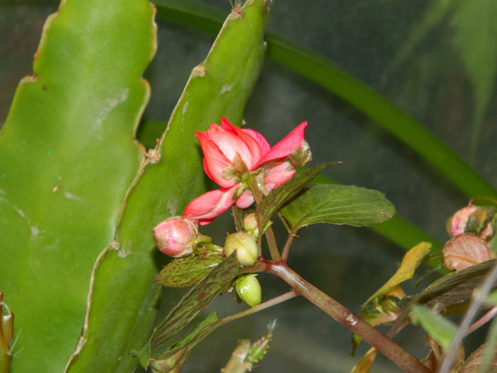 DSCN3913 - IUNIE 2013