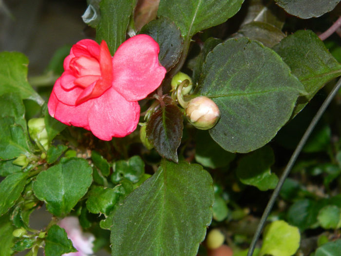 DSCN3914 - IUNIE 2013