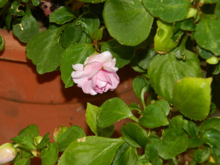 DSCN3916 - IUNIE 2013