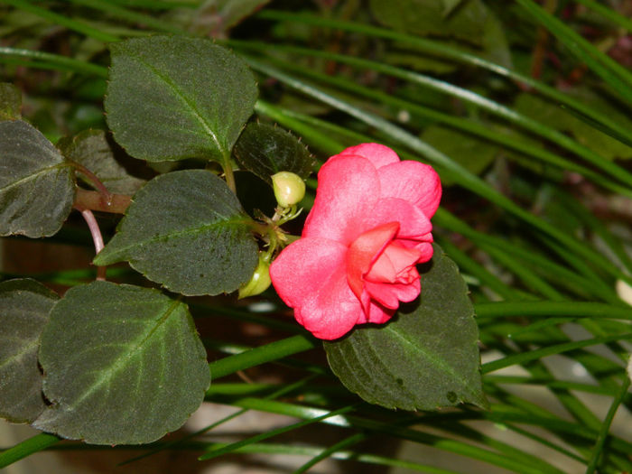 DSCN3918 - IUNIE 2013