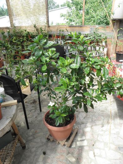 inaltime 90 cm - Gardenia - galbena jasminoidis Aurea 11 ani