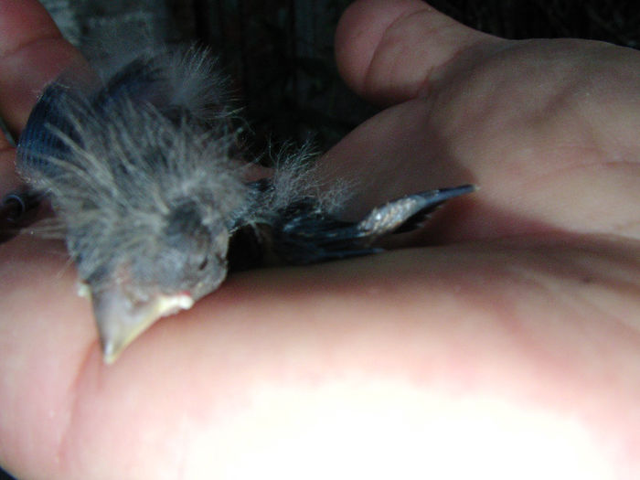 inelare hibrid sticlete  05.06.2013 - cinteze