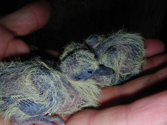 pui turturica europaena