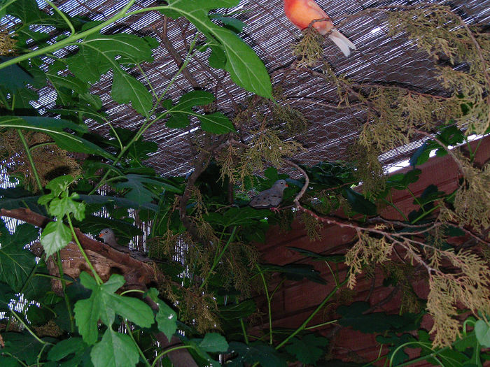 turturica de peru
