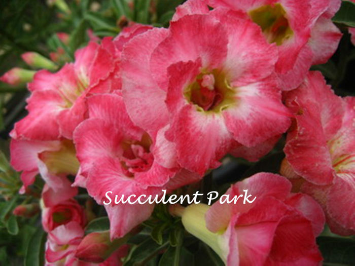 Prakai-sad - 2013-ADENIUM OBESUM-seminte