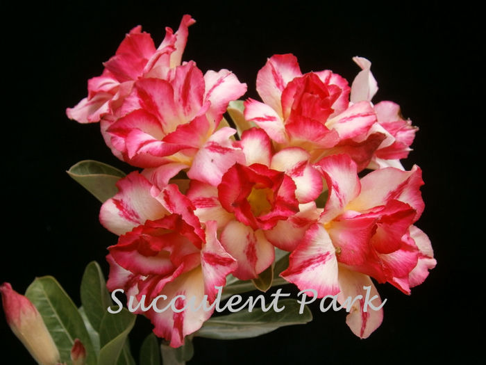 Vasana - 2013-ADENIUM OBESUM-seminte