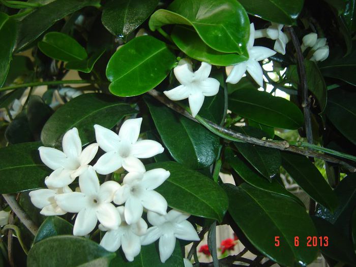 Picture 213 - 0- STEPHANOTIS