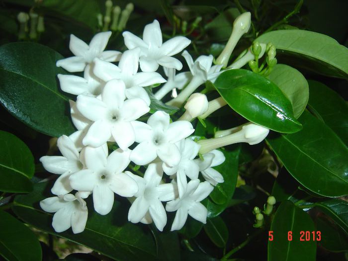 Picture 214 - 0- STEPHANOTIS